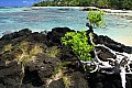 042 'Upolu - Costa sud-occidentale