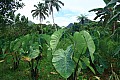 095 'Upolu - Fuipisia Waterfall
