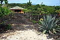 215 Savaii - Lava field