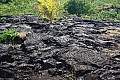 216 Savaii - Lava field