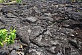 217 Savaii - Lava field