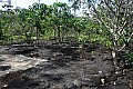 218 Savaii - Lava field