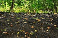 222 Savaii - Lava field
