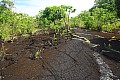 224 Savaii - Lava field
