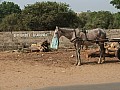 Sali-0002