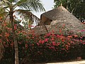 Sali-0013