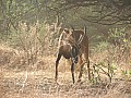 Senegal Wild Life-0001