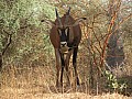 Senegal Wild Life-0002