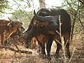 Senegal Wild Life-0003