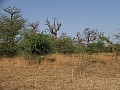 Senegal Wild Life-0004