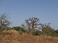Senegal Wild Life-0005
