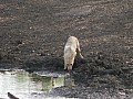Senegal Wild Life-0007