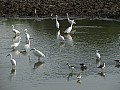 Senegal Wild Life-0008