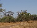 Senegal Wild Life-0009
