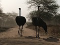Senegal Wild Life-0011