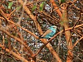 Senegal Wild Life-0012