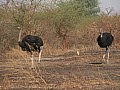 Senegal Wild Life-0013
