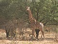 Senegal Wild Life-0015