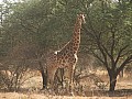 Senegal Wild Life-0016