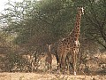 Senegal Wild Life-0017