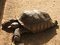 Senegal Wild Life-0018