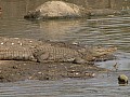 Senegal Wild Life-0019