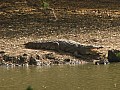 Senegal Wild Life-0021