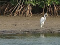 Senegal Wild Life-0027