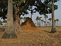 Senegal Wild Life-0029