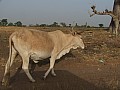 Senegal Wild Life-0030
