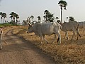 Senegal Wild Life-0031