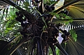 0157 Praslin - Vall&egravee de Mai