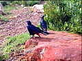 Garden Route 0009