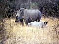 Makalali Reserve 0003