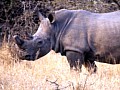 Makalali Reserve 0004