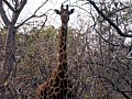 Makalali Reserve 0005