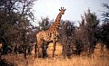 Makalali Reserve 0006