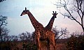 Makalali Reserve 0007