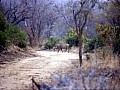 Makalali Reserve 0008