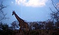 Makalali Reserve 0009