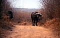 Makalali Reserve 0010