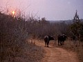 Makalali Reserve 0011