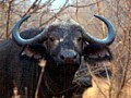 Makalali Reserve 0012