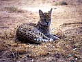 Makalali Reserve 0013