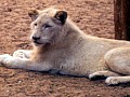 Makalali Reserve 0014