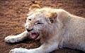 Makalali Reserve 0015