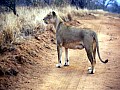 Makalali Reserve 0016