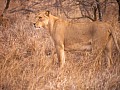 Makalali Reserve 0017