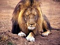 Makalali Reserve 0018