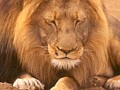 Makalali Reserve 0019